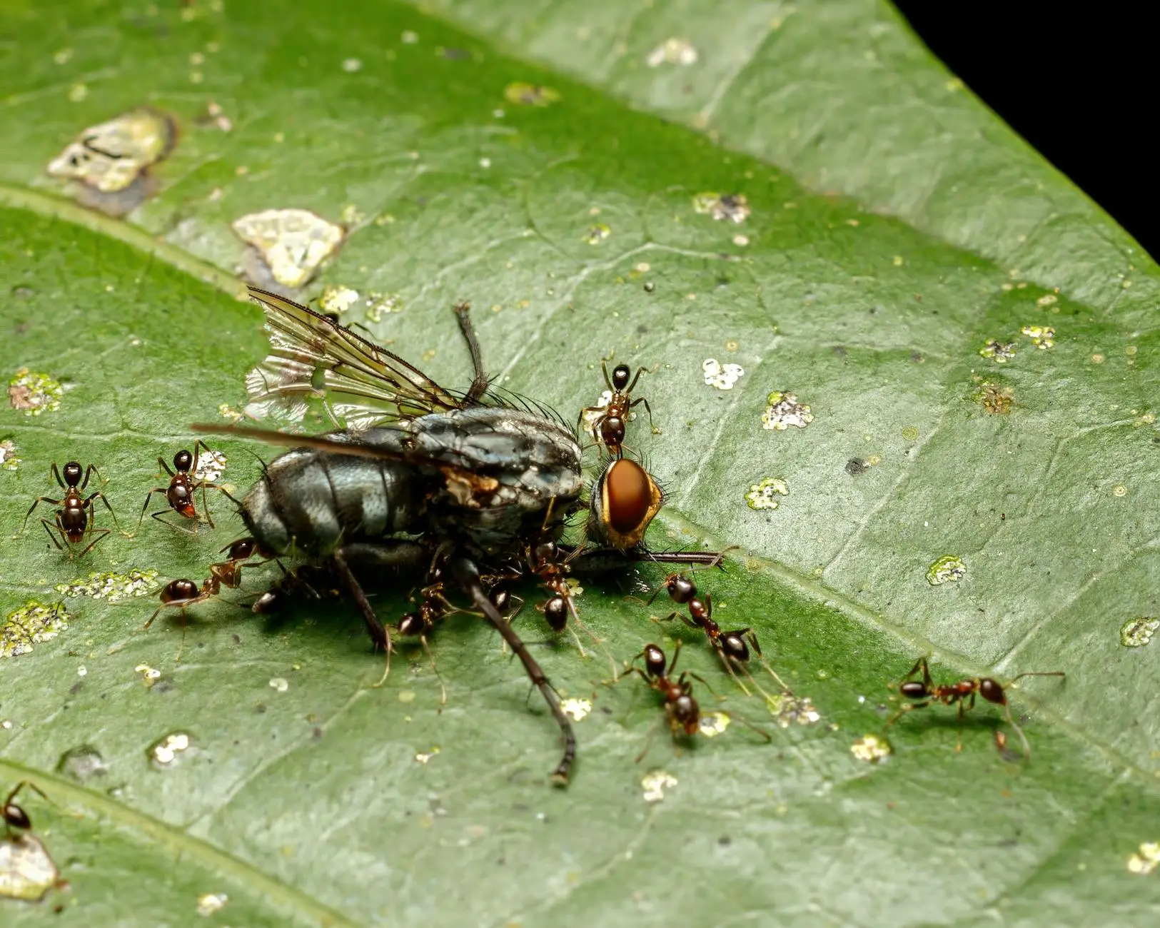 Small brown ants swarming a larger fly on a green leaf