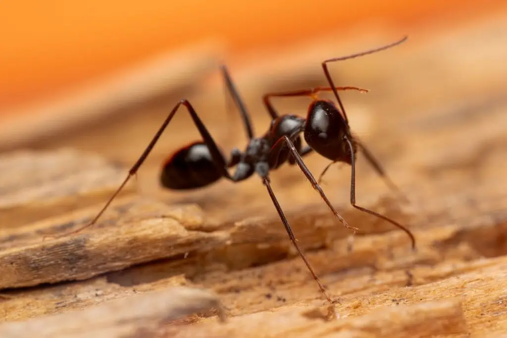 Close-up of a black ant walking on rough wood with an orange blurred background
