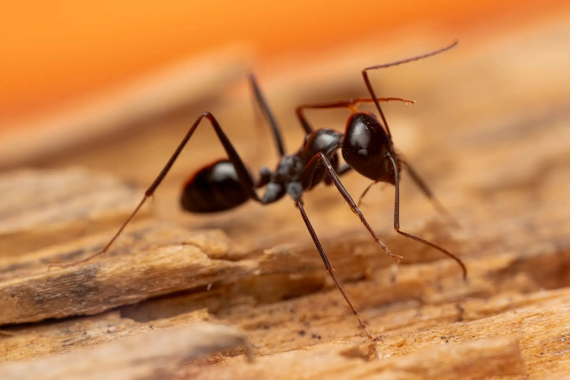 Close-up of a black ant walking on rough wood with an orange blurred background