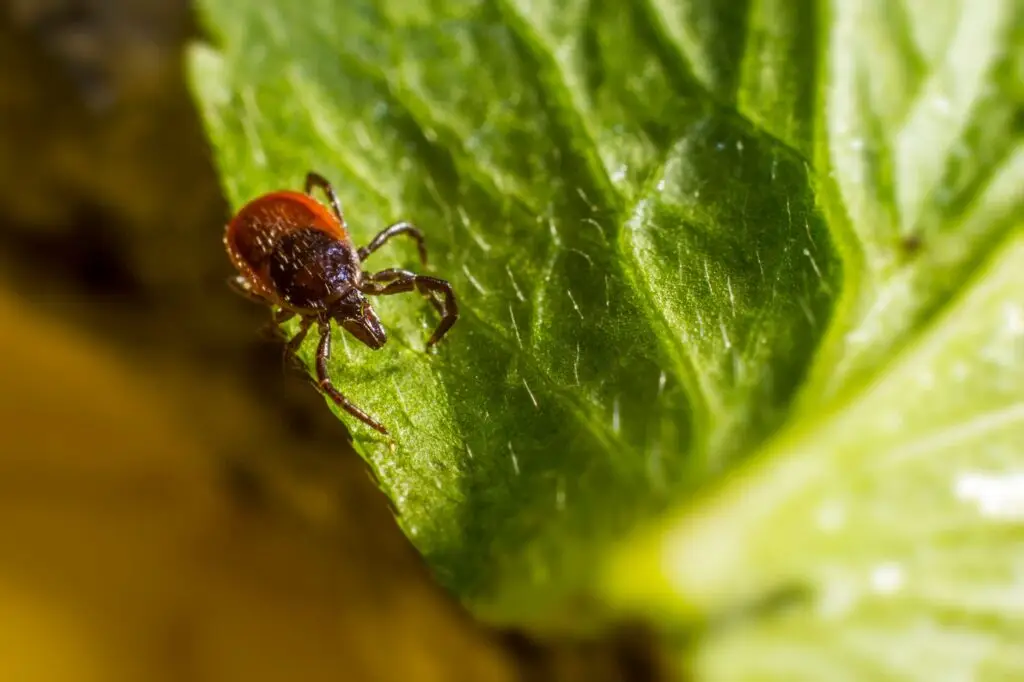 Reddish-brown tick clinging to the edge of a green leaf