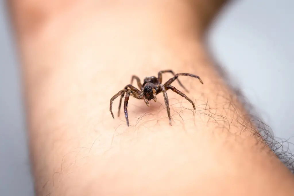 Small dark spider crawling on a hairy forearm