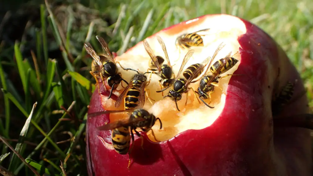 Several yellow jackets feeding on the exposed flesh of a red apple resting in grass