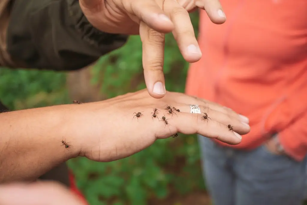 ant bites that need more than ice pack