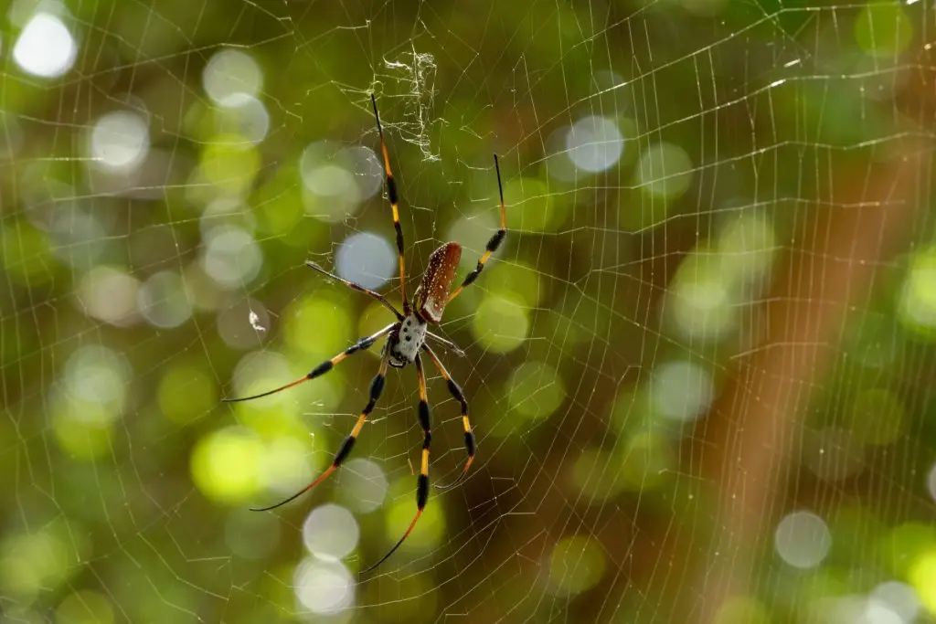 banana spider in florida