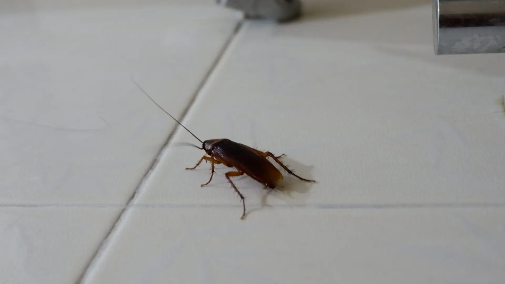 cockroaches in florida