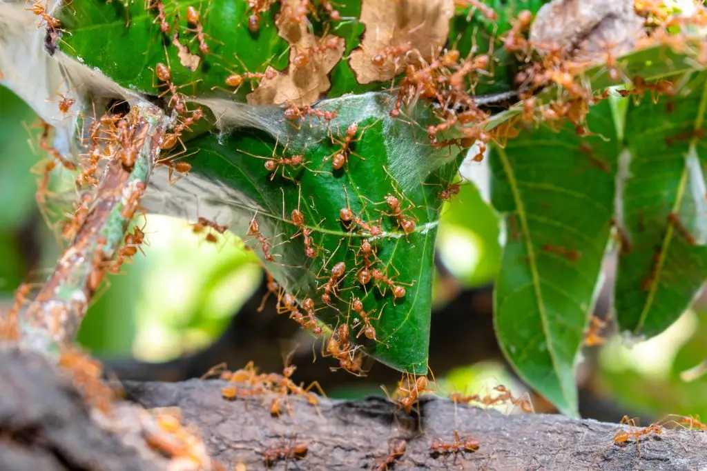 fire ants