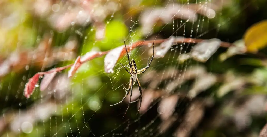florida spiders