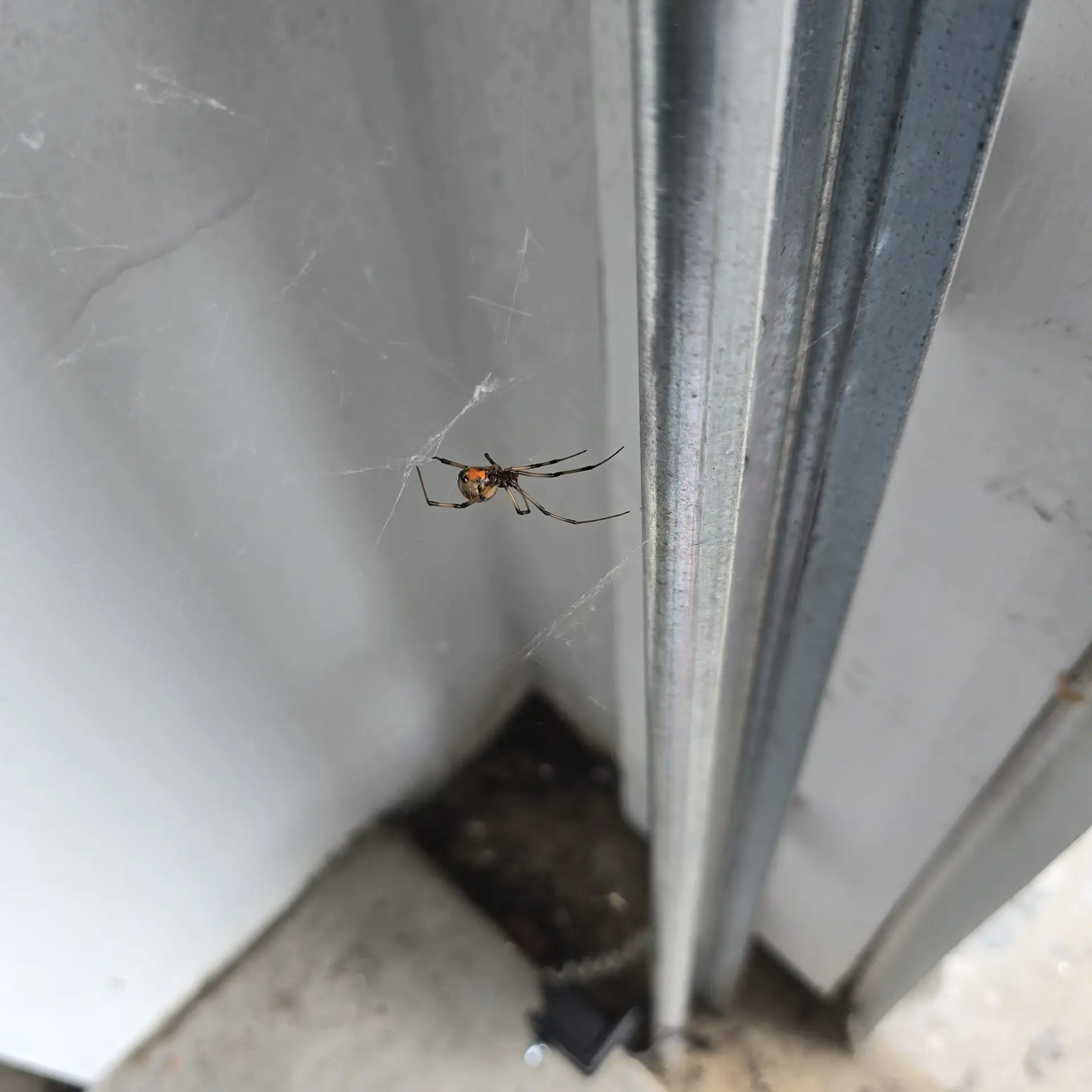 florida insect