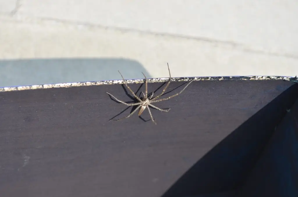 huntsman spiders in florida