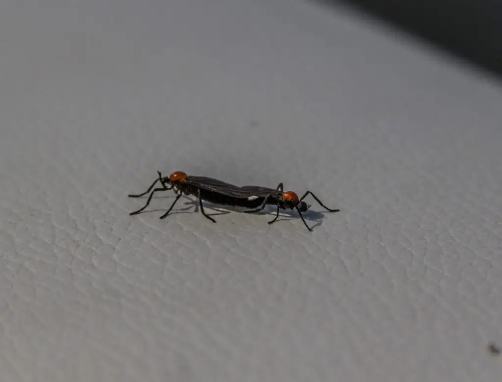 love bugs in florida