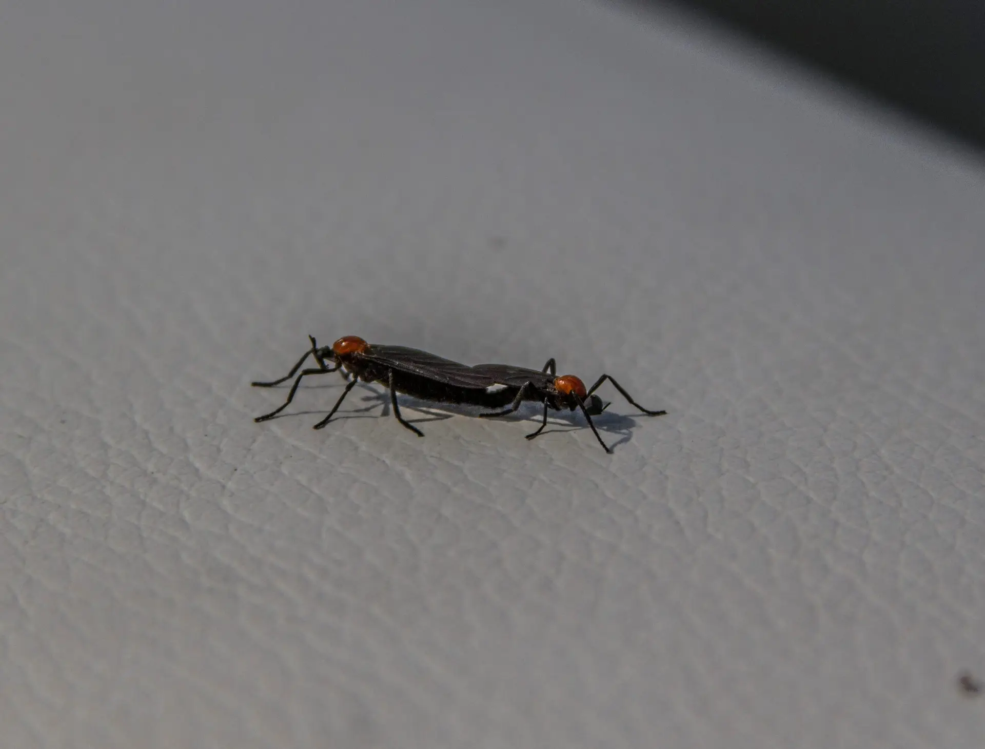 love bugs in florida