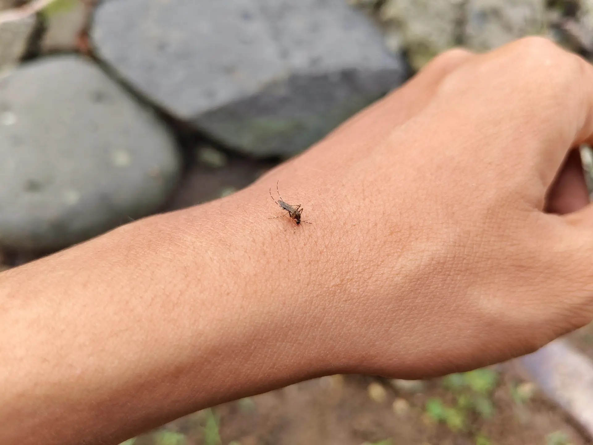 mosquito spray on yard