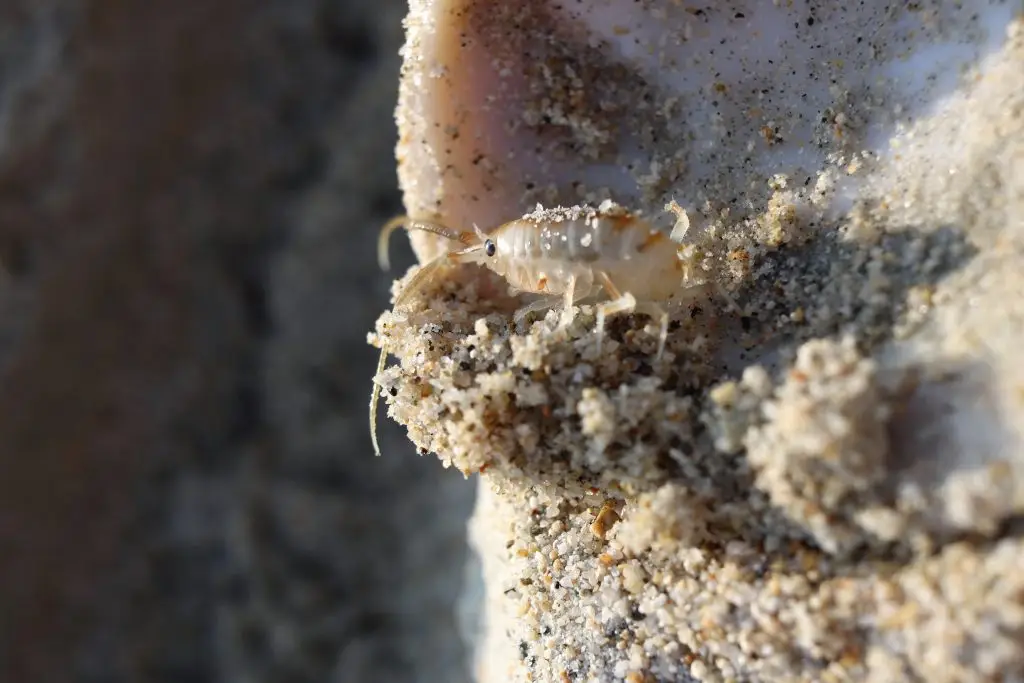 sand fleas in florida