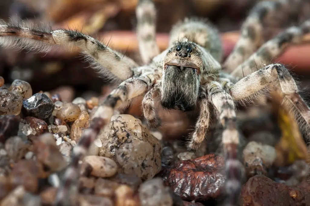 wolf spiders in florida